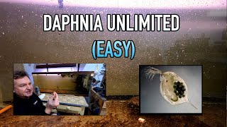 How I Raise Daphnia Water Fleas And You Can Too [upl. by Williams]