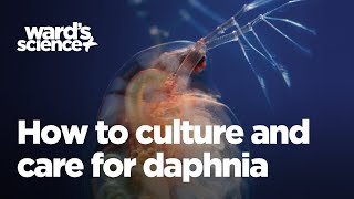 Caring and Culturing for Daphnia [upl. by Richma489]