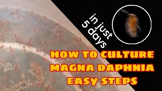 How to Culture Magna Daphnia Easily [upl. by Azpurua]