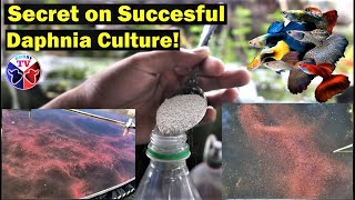 How to Culture Daphnia Successfully [upl. by Cost]