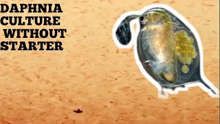 HOW TO CULTURE DAPHNIA NATURALLY WITHOUT A STARTER [upl. by Nemaj555]