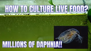 How to Culture Daphnia Secret Method to Breed MILLIONS  Simply Aquatic [upl. by Morissa359]