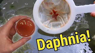 How I Culture Daphnia In Outdoor Tubs [upl. by Zia]