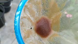 How to culture daphnia moina in a small container Part 1 English Subtitle [upl. by Giulio]