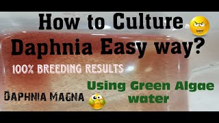 Daphnia MagnaHow to Culture Daphnia Easy wayCulturing Daphnia using Green water Daphnia [upl. by Lledrac]