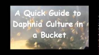 How to culture daphnia outside [upl. by Laoj]