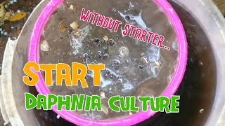 How to culture daphnia moina the easy way 1  Starting the Daphnia culture [upl. by Salena]