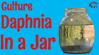 How to Culture Daphnia in a Jar [upl. by Osithe690]