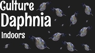 How to Culture Daphnia [upl. by Edda]