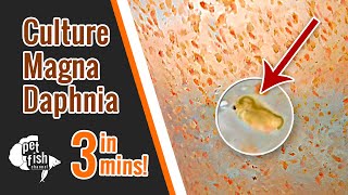 How to culture DAPHNIA MAGNA  The easy way [upl. by Enaitsirk]