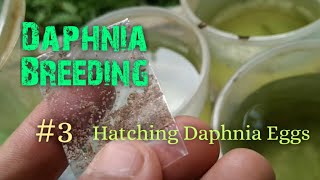 Daphnia Culture made simple and easy 3  Hatching Daphnia eggs [upl. by Rafa]