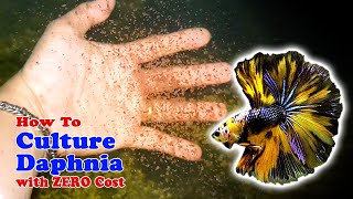 How to Culture Daphnia with ZERO Cost  Unlimited Live Food For Our Fish [upl. by Hultin]