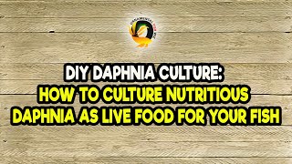 DIY Daphnia Culture How to Culture Nutritious Daphnia as Live Food for Your Fish [upl. by Cirilo]