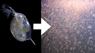 How I Culture Daphnia [upl. by Harriot]