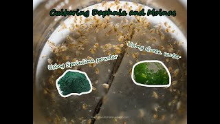 How To Culture Daphnia and Moinas using Green Water Spirulina powder [upl. by Kolb]