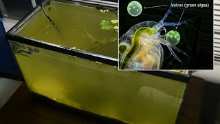 Raising Daphnia for the Freshwater Aquarium [upl. by Selrahc396]