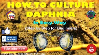 HOW TO CULTURE DAPHNIA In Easy Way [upl. by Aiz]